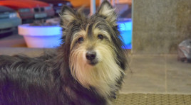 Ветеринары проверили фирмы по отлову животных в Мурманской области