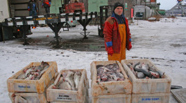 Мурманские рыбаки и портовики предлагают возродить программу «Дешёвая рыба»
