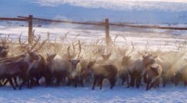 Шкуры северного оленя отправили на экспорт в Финляндию