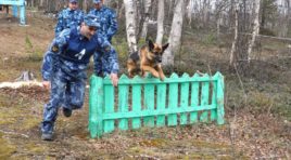В Заполярье проходят соревнования по многоборью со служебными собаками