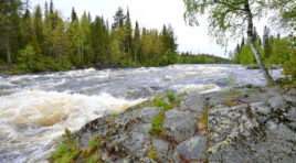Учёные пытаются определить причину заболевания сёмги в реках Заполярья
