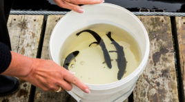 Мурманская область уступает Карелии в аквакультуре