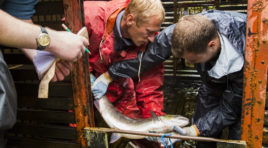 Под Кильдинстроем незаконно торговали рыбой