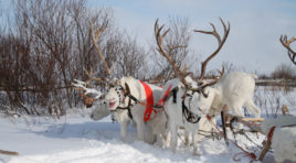 День оленевода отметили в Ловозере