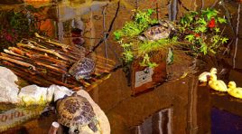 Чудеса во дворе. Мурманский предприниматель создал палисадник