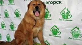 Мурманский филиал «Россети Северо-Запад» обеспечил электричеством «Дом с хвостом»