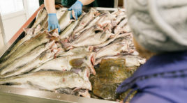 Проект Мурманской области «Наша рыба» признан лучшей региональной практикой