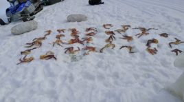 Пограничники задержали крабовых браконьеров